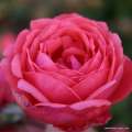 Gartenprinzessin_Marie_Jose_Kordes ADR Parfuma róża pienna różowa mocno pachnąca