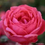 Róża pienna -GARTENPRINZESSIN MARIE-JOSE 90 cm- doniczka 7 l.