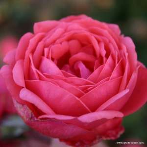 Róża pienna -GARTENPRINZESSIN MARIE-JOSE 90 cm- doniczka 7 l.