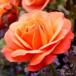 Róża pienna CORAL LIONS-ROSE 90 cm - doniczka 7 l.