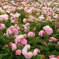 Różowa róża rabatowa Rosengrafin Marie Henriette 
Parfuma Kollektion, pachnąca, duże pełne kwiaty drzewko 120cm