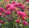 Krzewy róży okrywowej Heidetraum z serii FlowerCarpet, na nasadzenia miejskie i do ogrodu, zdrowe liście