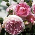 rose_rosa_kletterrose_jasmina_kordes_róża pienna różowa, wysyłka szkółka róż