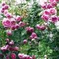 rose_rosa_kletterrose_jasmina_kordes_róża drzewkowa 120 cm, Hyży Grzegorz, szkółka róż korona parasolowa róża pachnąca pudrowy róż, pełne kwiaty