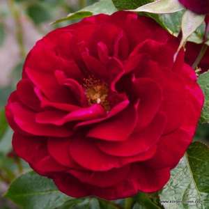 Róża pienna BORDEAUX 120 cm - doniczka 7 l.
