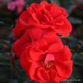 rose_rot_strauchrose_brillant-korsar_kordes_róża pienna 120 cm, róża nie pnąca, czerwona róża na pniu