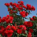 rose_rot_strauchrose_brillant-korsar_kordes_drzewko różane szkółka róz