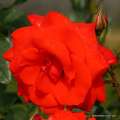 rose_rot_strauchrose_brillant-korsar_kordes_01_1.jpg