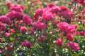 Krzewy róży okrywowej Heidetraum z serii FlowerCarpet, na nasadzenia miejskie i do ogrodu pienna róża na pniu