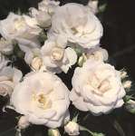 Róża pienna ASPIRIN ROSE 120 cm - doniczka 7 l. 