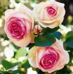 Róża pienna EDEN ROSE 120 cm - doniczka 7 l.