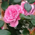 eva różowa na pniu róża sztamowa na nóżce na paliku 90 cm do donicy do pojemników