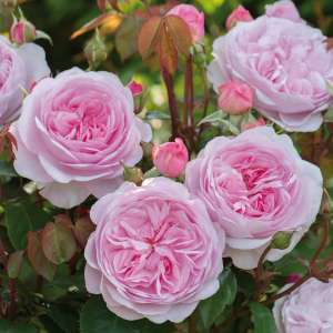 Róża pienna OLIVIA ROSE AUSTIN 120 cm - doniczka 7 l.
