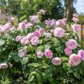 Niewysokie, kształtne i zdrowe krzewy odmiany Olivia Austin Rose