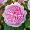 Pełne i kształtne kwiaty odmiany Olivia Austin Rose