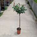 roza-pienna-w-donicze-7-litrowej 1.webp