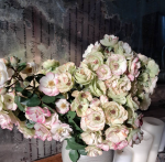 Róża rabatowa TAŃCZĄCE RUSAŁKI - doniczka 5 l. 