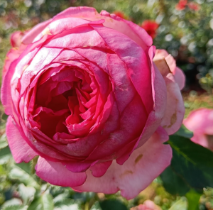Róża pnąca PINK EDEN ROSE - goły korzeń klasa A