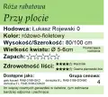 cechy róży rabatowej Przy plocie.png
