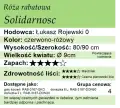 cechy róży rabatowej Solidarnosc.png