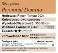 cechy róży pnącej Perennial Domino