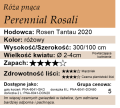 cechy róży pnącej Perennial Rosali