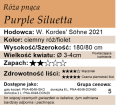 cechy róży pnącej Purple Siluetta