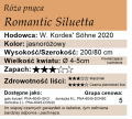 cechy róży pnącej Romantic Siluetta