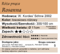 cechy róży pnącej Rosanna