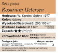 cechy róży pnącej Rosarium Uetersen