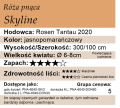 cechy róży pnącej Skyline