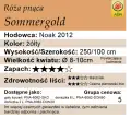 cechy róży pnącej Sommergold