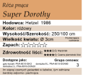 cechy róży pnącej Super Dorothy