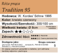 cechy róży pnącej Tradition 95