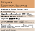cechy róży pnącej Uetersener Klosterrose