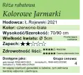 cechy róży rabatowej Kolorowe Jarmarki
