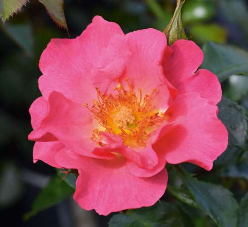 róża okrywowa HOPPLA.jpg