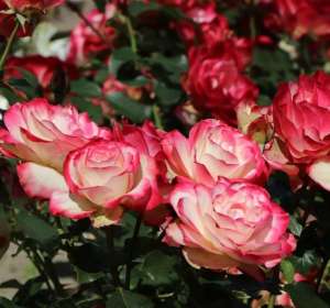 Róża rabatowa JUBILE DU PRINCE DE MONACO - doniczka 5 l.