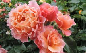 Róża rabatowa MARIE CURIE- doniczka 2 l.