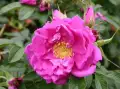 rugosa-roses-smart-roadrunner_nen_1828.webp