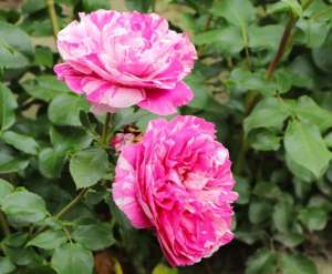 Róża pnąca COLIBRI FARBFESTIVAL - doniczka 2 l.