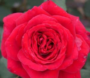 Róża wielkokwiatowa DUFTFESTIVAL - doniczka 2 l.