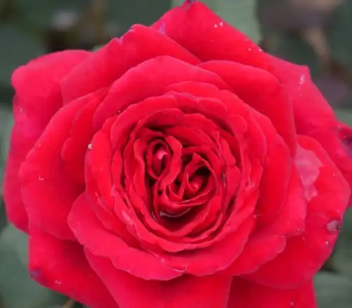 duftfestival zdj.jpg