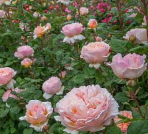 Róża wielkokwiatowa DUFTJUWEL - doniczka 5 l.