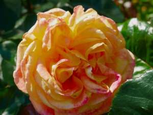 Róża wielkokwiatowa ORIENTAL PEACE - doniczka 5 l.