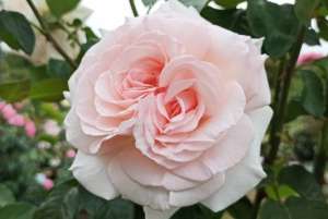 Róża wielkokwiatowa SCHLOSS IPPENBURG - doniczka 5 l.