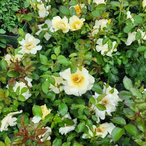 Róża cesarski parasol 1.jpg