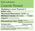 cechy róży rabatowej Cesarski Parasol.png