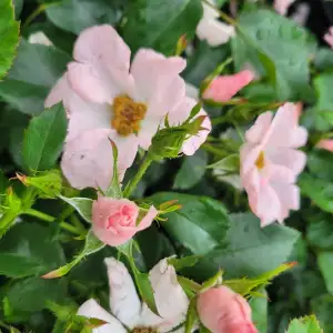 Róża rabatowa RÓWNOŚĆ - doniczka 2 l. 