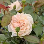 Róża rabatowa ELIKSIR SZCZĘŚCIA - doniczka 2 l.